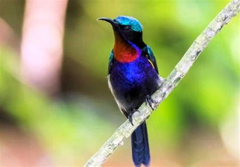 Harga Burung Kolibri di Indonesia
