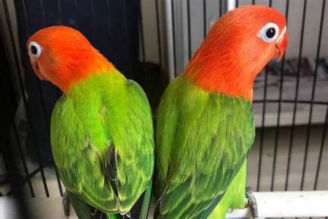 Harga Burung Lovebird Termurah di Indonesia