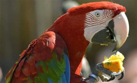 Harga Burung Macaw Termahal, Tentu Saja Ada yang Bisa Membayar!