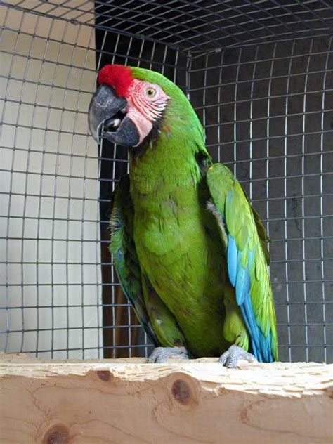 Harga Burung Macaw, Pelihara Burung Yang Lucu dan Keren!