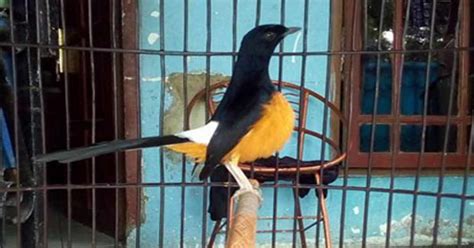 Harga Burung Murai Batu Borneo