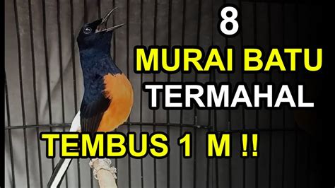 Harga Burung Murai Batu Termahal di Indonesia