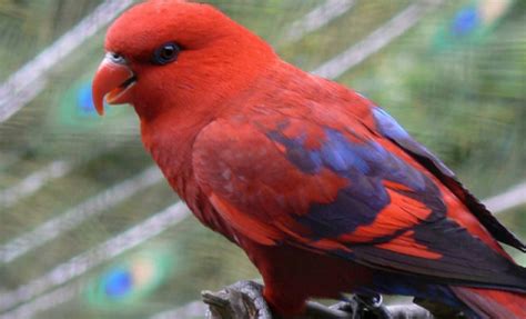 Harga Burung Nuri Papua dan Manfaatnya