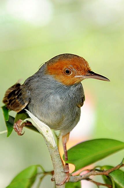 Harga Burung Prenjak Kepala Merah