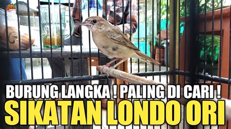 Harga Burung Sikatan Londo di Tahun 2021