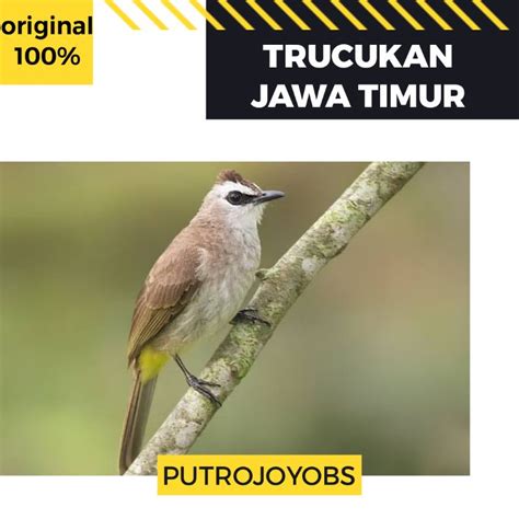 Harga Burung Trucukan Jawa Timur