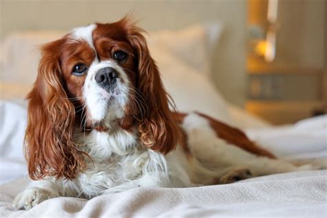 Harga Cavalier King Charles Spaniel, Si Anjing Lucu yang Menawan Hati