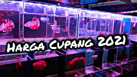 Harga Cupang 2021