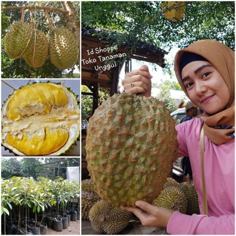 Harga Durian Bawor per Kg di Pasaran