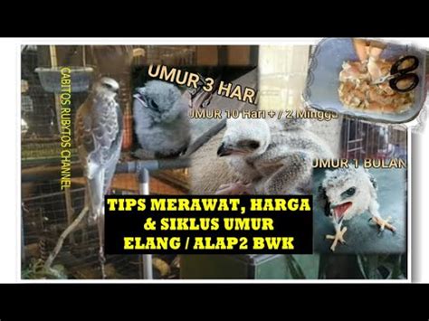 Harga Elang Alap Alap