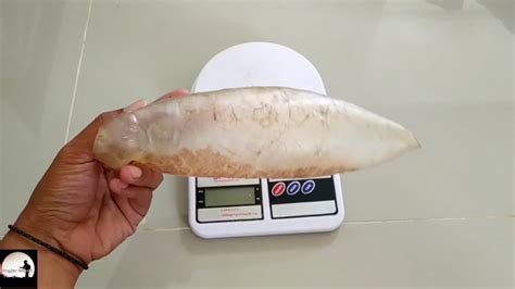 Harga Gelembung Ikan di Indonesia