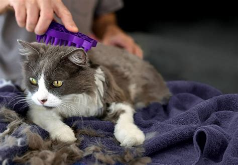 Harga Grooming Kucing - Apa Yang Perlu Anda Ketahui?