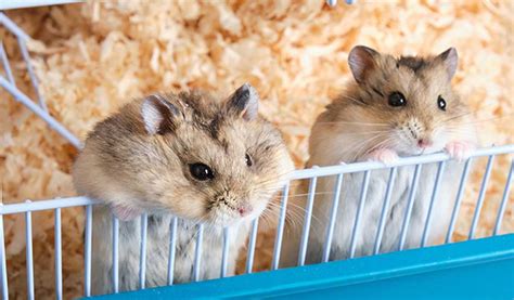 Harga Hamster - Analisa Terbaik di Pasar Peternakan