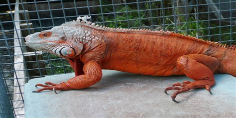 Harga Iguana di Indonesia