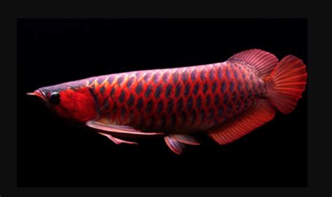 Harga Ikan Arwana Red