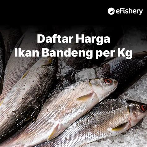 Harga Ikan Bandeng Per Kg