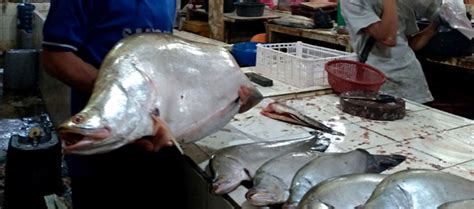 Harga Ikan Belida di Pasar Tradisional