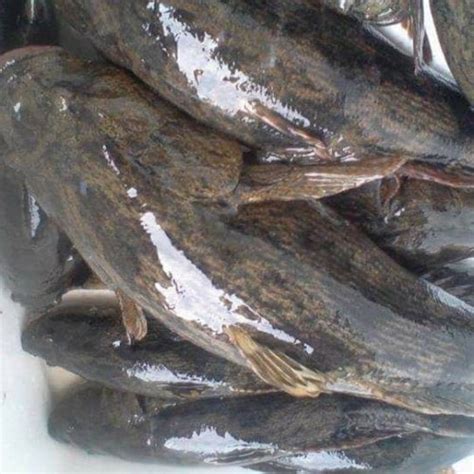 Harga Ikan Betutu Per Kilogram