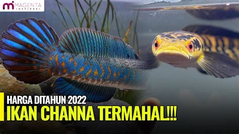 Harga Ikan Channa Maru Termahal di Indonesia