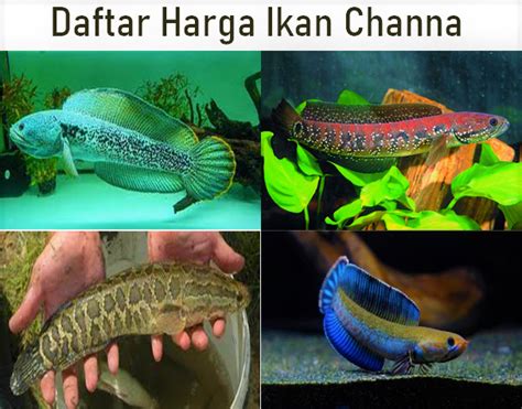 Harga Ikan Channa di Indonesia