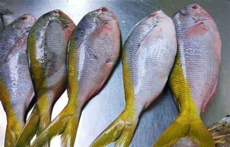 Harga Ikan Ekor Kuning dan Tips Membelinya