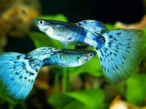 Harga Ikan Guppy di Pasaran