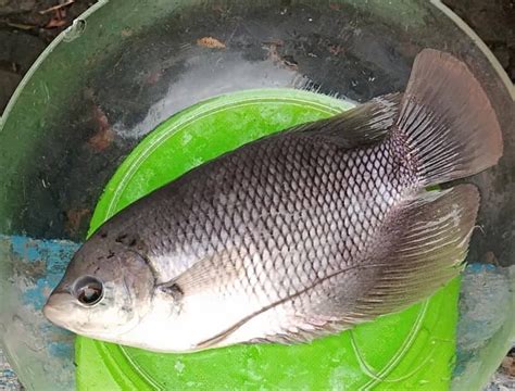 Harga Ikan Gurame Sekilo di Pasar Tradisional