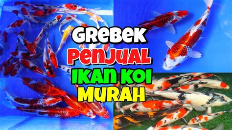 Harga Ikan Koi Murah di Indonesia