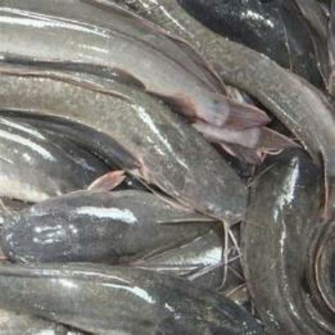 Harga Ikan Lele 1Kg di Pasar Tradisional dan Online