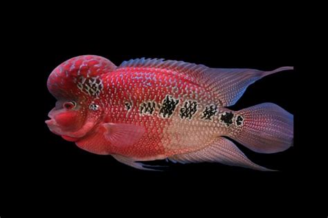 Harga Ikan Louhan 2021, Bagaimana Kondisinya?