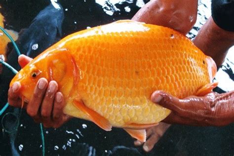 Harga Ikan Mas 1 Kg di Indonesia