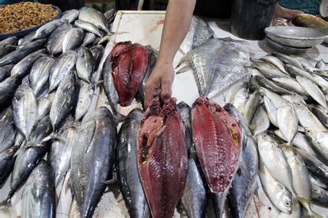 Harga Ikan Mas di Pasar Tradisional dan Online