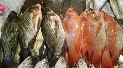 Harga Ikan Nila di Pasar Modern