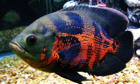 Harga Ikan Oscar Batik