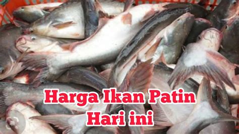 Harga Ikan Patin Per Kg di Indonesia