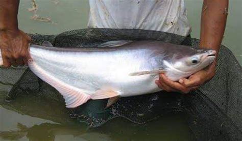Harga Ikan Patin di Indonesia