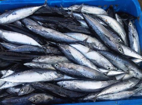 Harga Ikan Tongkol di Berbagai Daerah di Indonesia
