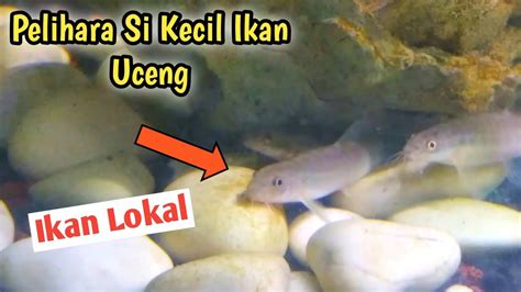 Harga Ikan Uceng di Indonesia