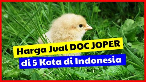 Harga Jual Ayam Joper di Indonesia