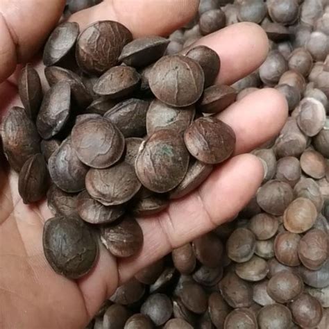 Harga Kacang Sacha Inchi di Indonesia