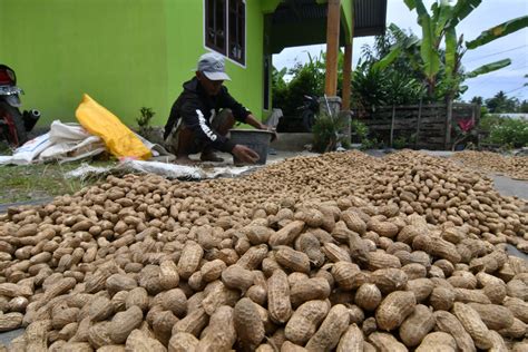 Harga Kacang Tanah di Pasar Tradisional
