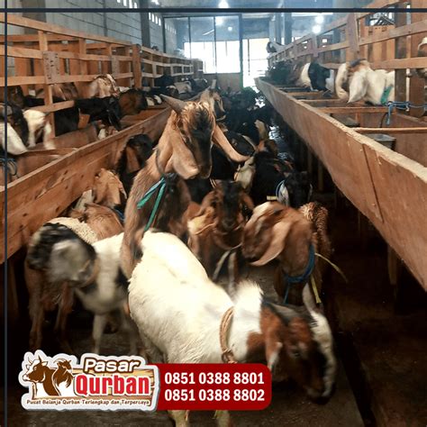 Harga Kambing Qurban 2021 Surabaya