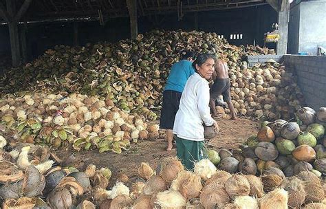 Harga Kelapa Muda dari Petani