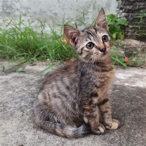 Harga Kucing Anggora Campuran Kampung