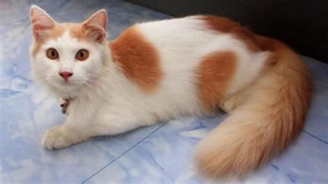 Harga Kucing Anggora Kampung: Mengenal Lebih Dekat Kucing Ini