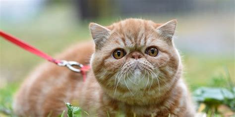 Harga Kucing Anggora Peaknose dan Keterangan Lengkap