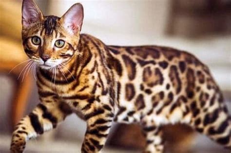 Harga Kucing Bengal Asli yang Terjangkau