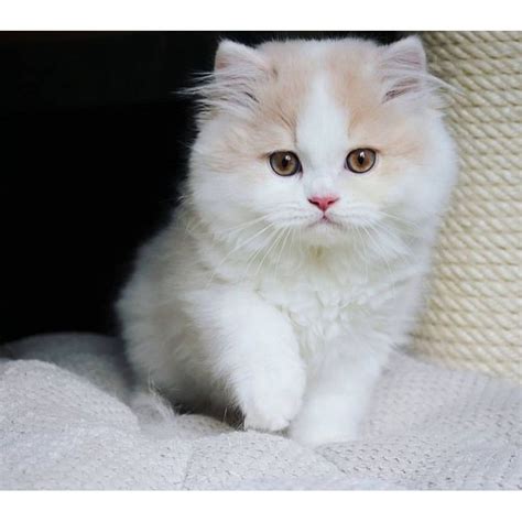 Harga Kucing British Longhair di Indonesia