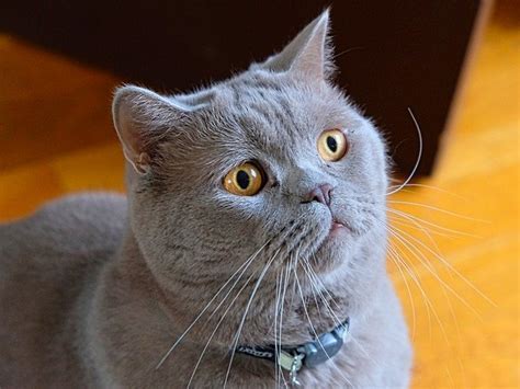 Harga Kucing British Shorthair Anakan