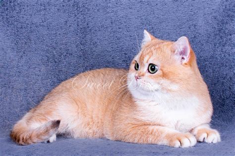 Harga Kucing Kitten British Shorthair di Indonesia